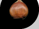 Castanea sativa